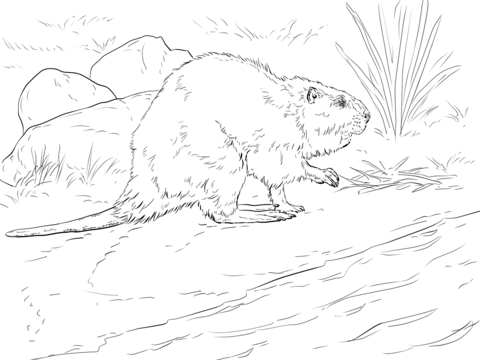 American Beaver Coloring Page